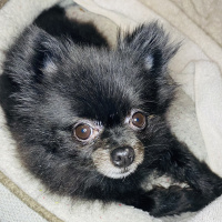 Napoleon to Josephine, 29 Frimaire