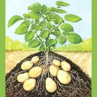 OVT 2014-06-01, 11.24 Het Spoor Terug, de Aardappel, deel 1