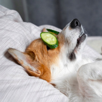 Spiritual Therapy For Your Pet