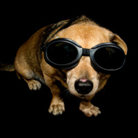 HOW TO COMMUNICATE WITH PETS AND ALIENS - INTENTIONS MATTER