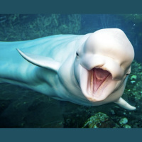 ICE In Chicago, The Pope Blesses ICE  Beluga Whales On ICE  ICED Out Swans | 10.8.25