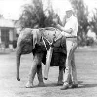Dr. Narco Longo | Old World Florida: Lost History, Mystery, Elephants,  Oranges