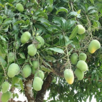 Good news for those who love to eat mangoes. King of fruits Mango is now Available even in winter.