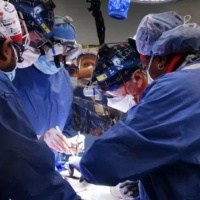 Organ transplant: For the first time in the world, a heart transplant of a genetically modified pig.