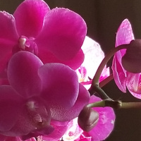 Breath as Light in the Body