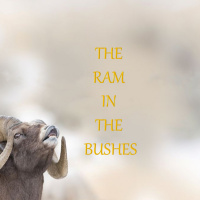The Ram in the Bushes (S3,E41)