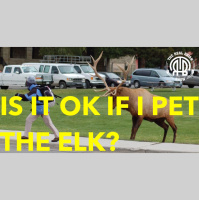279: Is it Ok if I Pet the Elk?