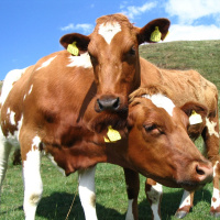 Zwierzę we mnie (1)