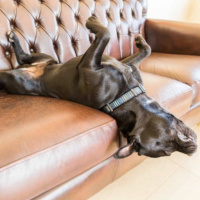 Insolite Chien Canape
