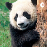 Pandas Pod