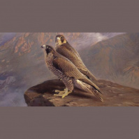 39: Reflexión cuento: Los dos Halcones