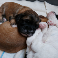 Labradoodle Puppy House and Crate Training - Blonde Brownies Ep03