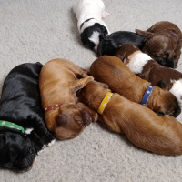 Blonde Brownies Litter Born