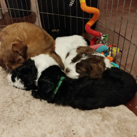 Socializing Your New Labradoodle Puppy - Blonde Brownies Ep05