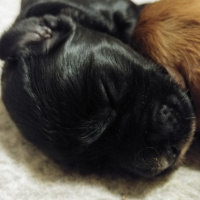 Labradoodle Puppy Communication - Blonde Brownie Litter Ep02