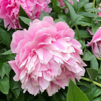 Episode 5: Jen - Growing Into Real Adulthood