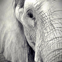 Metaphors Of The New Creation: Zoo