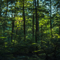 Ah-woo! Coywolves of Burr Ridge?