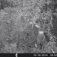 Hunter Profile Podcast | Jake Dingey