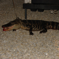 SC18-Daily habits to help you maximize your time and efficiency. Also, my gator story.