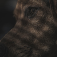 Separation Anxiety in your furbabies