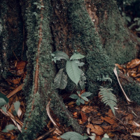 Homöopathie - Die Medizin der Zukunft?