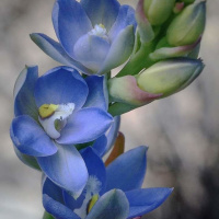 Episode 11: Blue Flower - New Zealand