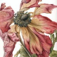Episode 7: In Conversation with four times RHS gold medalist Julia Trickey