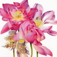 Episode 8: In Conversation with Australian botanical artist Heidi Willis