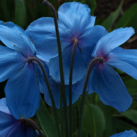 Episode 6: In search of the Blue Meconopsis and Bloom in the Park 2018