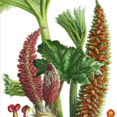 Inky Leaves Podcasting - An Audio Sketchbook