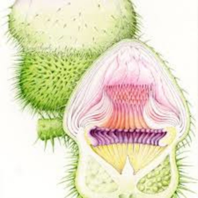 Inky Leaves Podcasting - An Audio Sketchbook