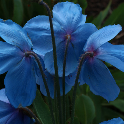 Inky Leaves Podcasting - An Audio Sketchbook