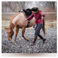 Wie du besser mit deinem Pferd „reden“ kannst