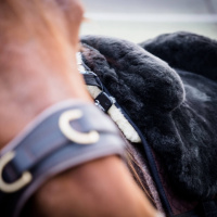 Mindset Magie! Eine Zutat für mehr Vertrauen mit dem Pferd