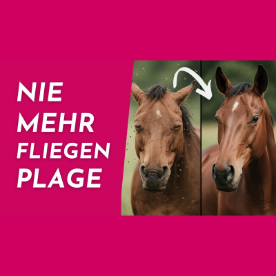 Pferdeflüsterei To Go! Für Pferdemenschen Mit Herz