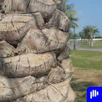 بودكاست الحلقة 11 - الاجور