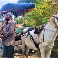 हराउँदै टाँगाको टक टक