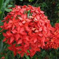 STREI NO FREDE...STREI