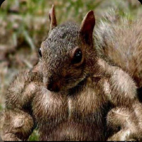 Snakes 2019 Best-Ofs amp The Thugged Out Squirrel
