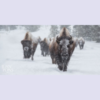 Juan Pons Talks Wildlife Photography, Yellowstone, Sony Cameras