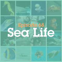 Episode 68: Sea Life