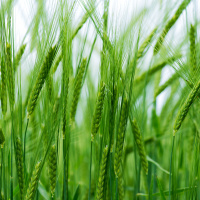 Barley, Beers and Beef