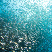 Fishing for Opportunity in China