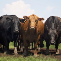 Forward Marketing Agreements in the Australian Beef Industry: Time to Put Them on the Table