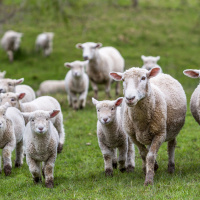 The Drive for Value-Added New Zealand Lamb