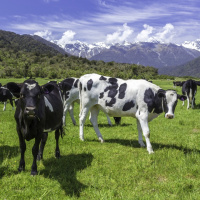 New Zealand Dairy: Global Milk Supply Taps Beginning to Leak Again
