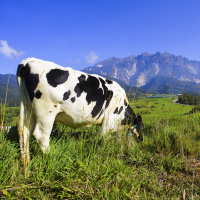 A New Era for NZ Dairy