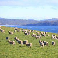An Outlook for the Australian Lamb Industry