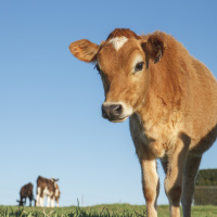 A Global Perspective on New Zealand’s Red Meat Prospects